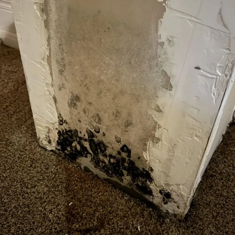 Professional Mold Removal in Johnston County, NC